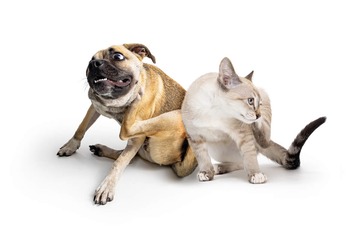 Dog and cat scratching with spring awareness of allergies