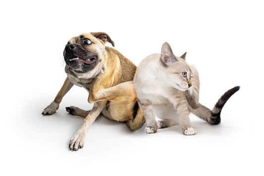 Dog and cat scratching with spring awareness of allergies