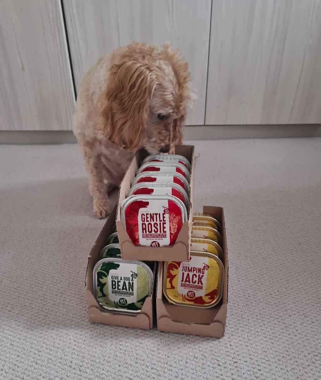 Allergic dog Jack the Cockapoo sniffing his arrival of best wet dog food trays