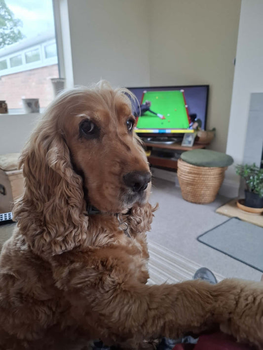 Vegan Cocker Spaniel LOVES Give A Dog A bean