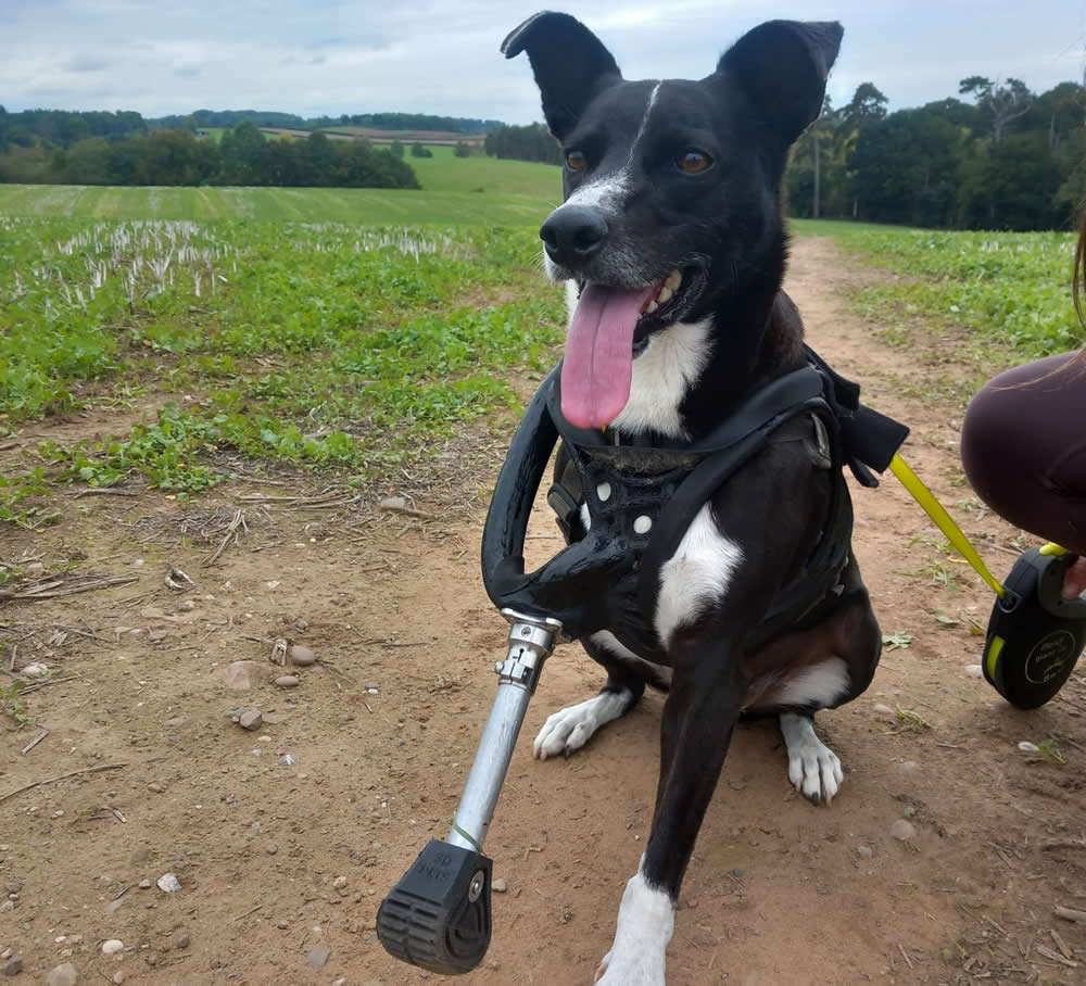 Border Collie Jimmy with prosthetic limb who eats a plant-based diet