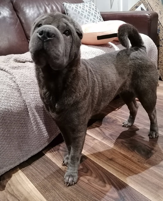 Shar-pei Kimi with skin disease and kidney disease thriving on a vegan dog food diet Solo Vegetal