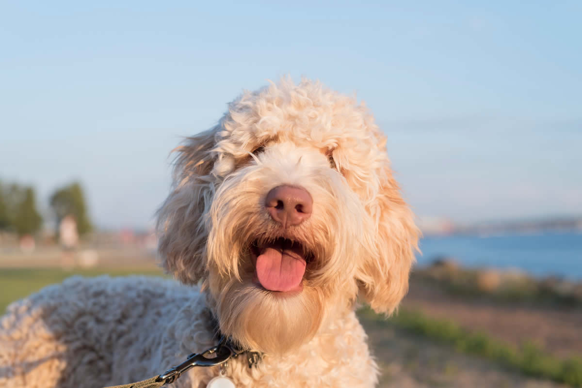Golden Labradoodles thrive on a plant-based diet