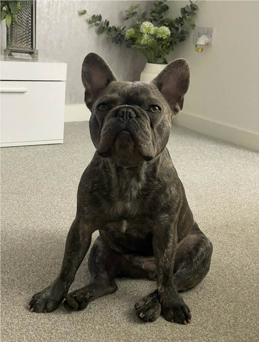 French Bulldog transformed with vegan dog food