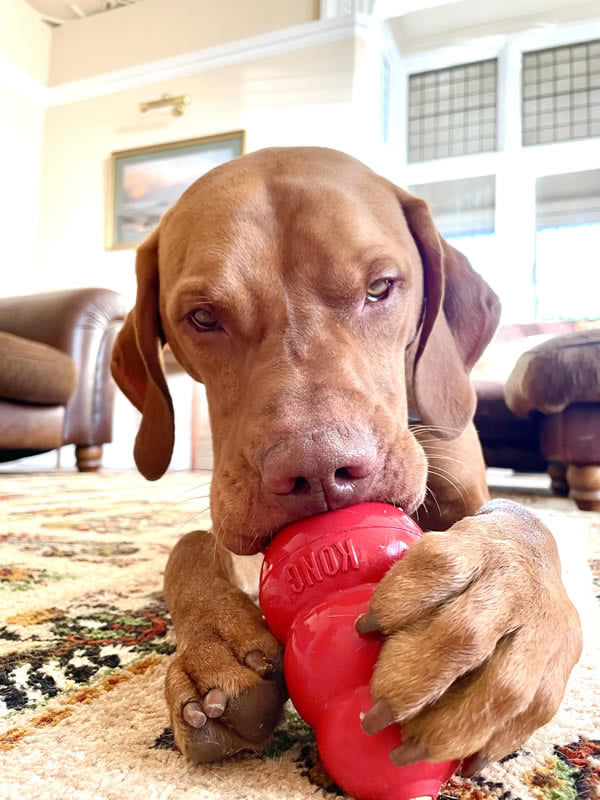 Vizsla Loki with red kong containing plant-based dog food Give A Dog A Bean