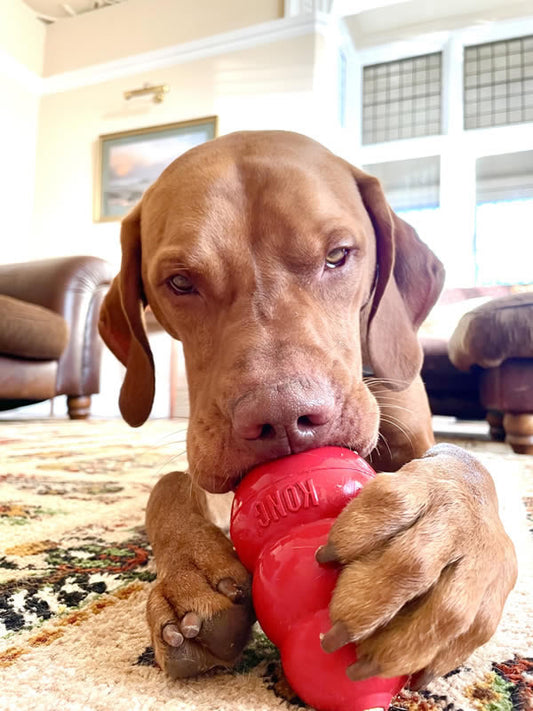 Vizsla Loki with red kong containing plant-based dog food Give A Dog A Bean