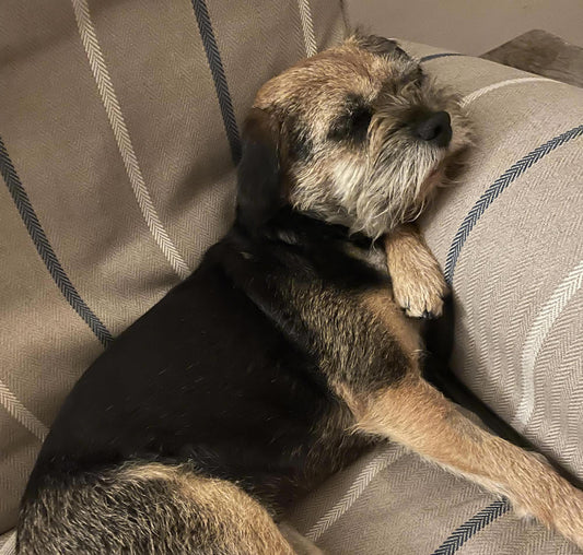 Vegan Border terrier Lottie with itchy ears