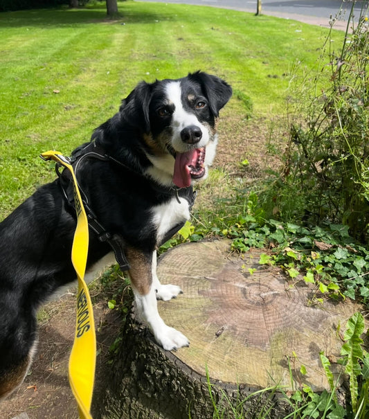 Luna Border Collie with kidney disease smiling and well