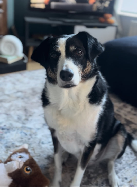 Luna with kidney results