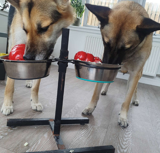 Vegan Malinois dogs eating homemade wholefood plant-based dog food from their bowls