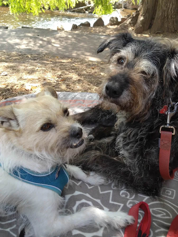 Corssbreed Maggie transitions to plant-based diet at age of 14