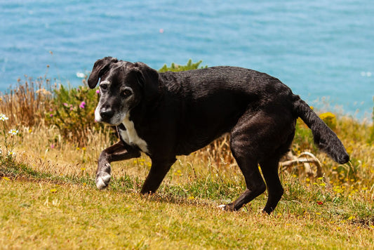 Elderly Labrador with arthritis
