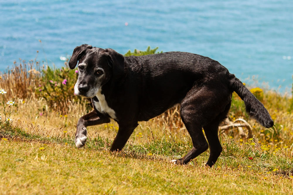 Elderly Labrador with arthritis