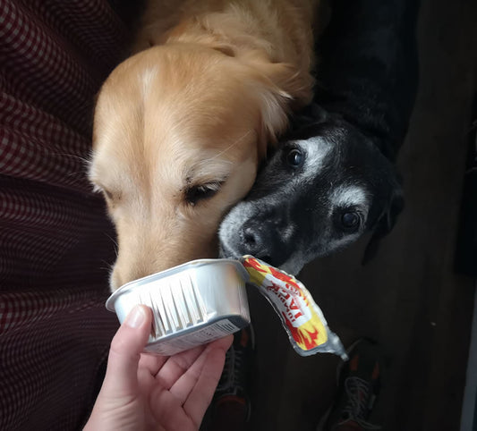 2 dogs eating Jumping Jack from the tray
