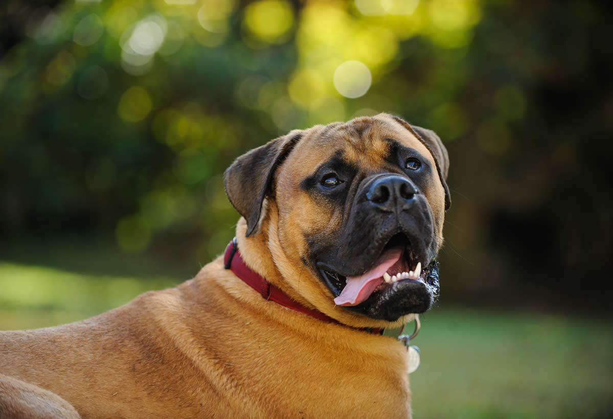 Mastiff dog thrive on plant-based dog food
