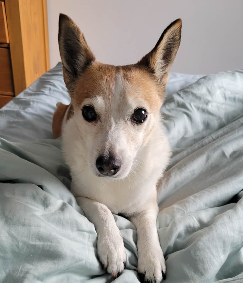 16 year old Maya dog on bed 