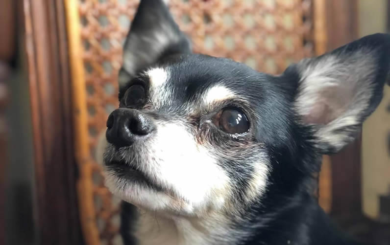 Maya | Success Stories | Vegan Dog Food