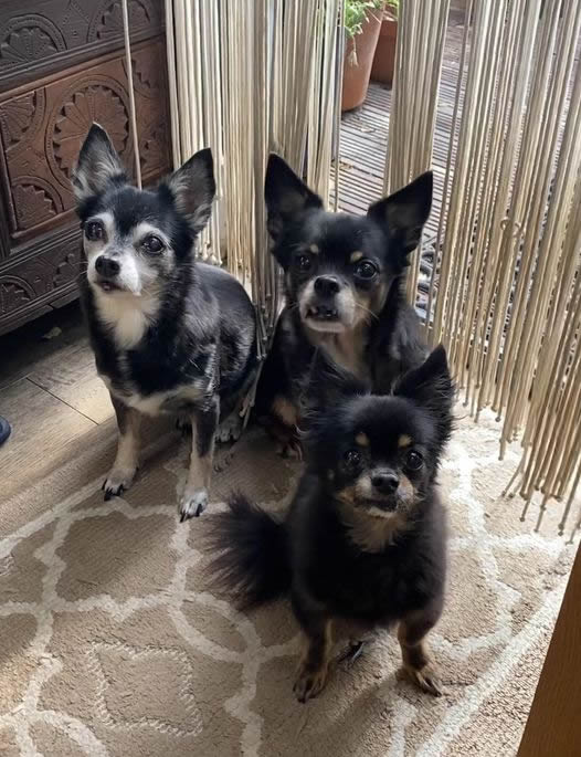 3 elderly Chihuahuas fed a vegan dog food diet
