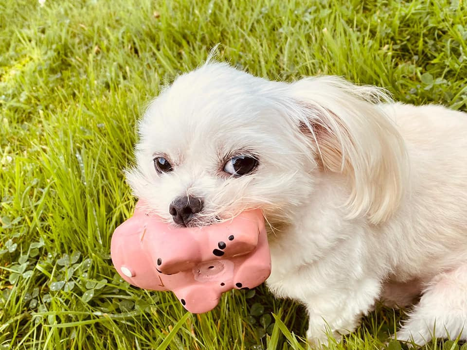 Tiny white dog with toy pig in his mouth transformed when eating Microbell