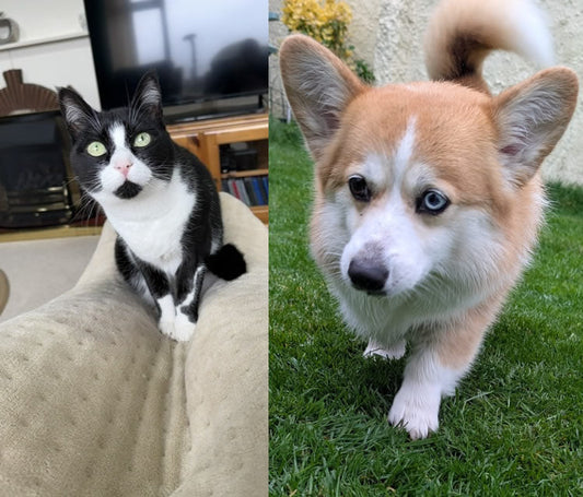 Cat Merlin and Corgi Frankie are the best of friends