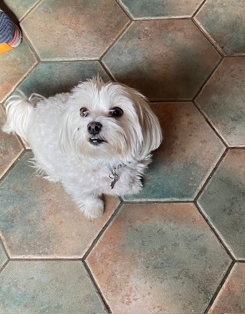 Maltese Misty survives cancer on a plant-based diet of Green Crunch and Shroom Paws dog treats