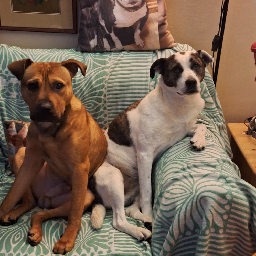 Rocky and Nahla 2 plant-based dogs sitting on sofa