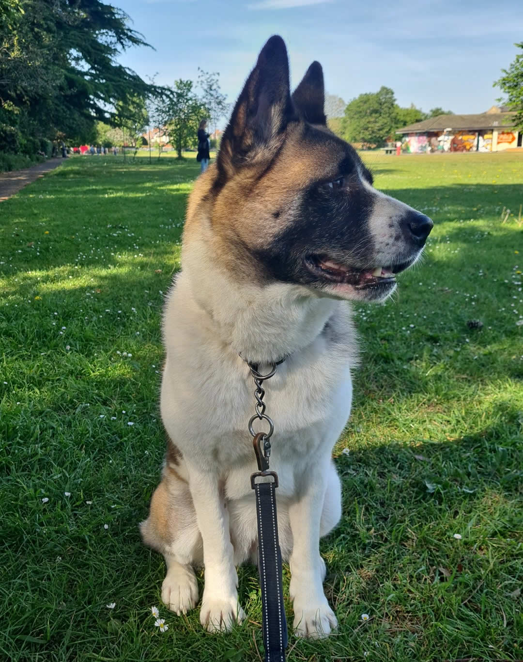 Vegan dog Narla Akita who transformed on plant-based diet