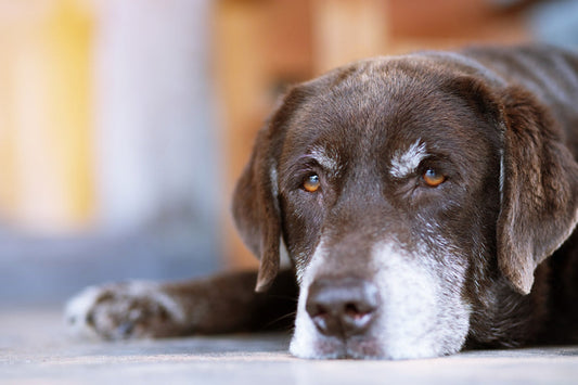 Elderly Labrador Bobi dies at age 31