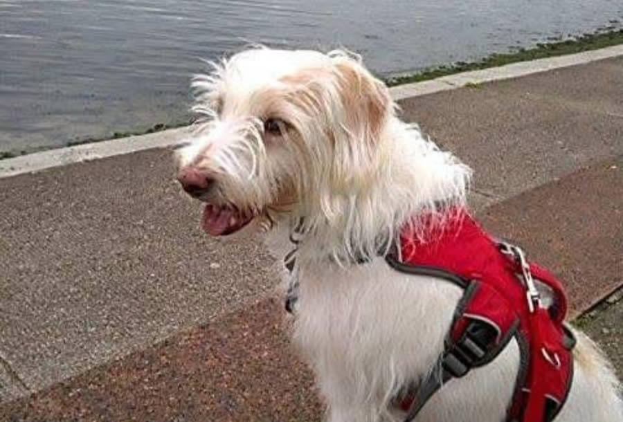 Dog Oscar whose kidney disease improved when taking Omega 3 Daily Algae oil!