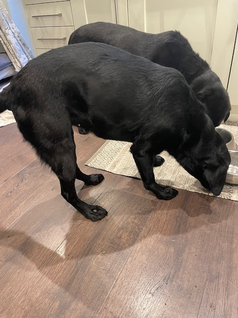 Labrador eating Solo Vegetal