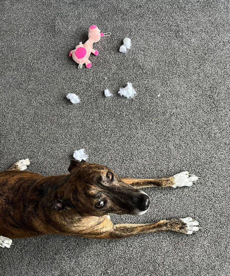 Dog with stuffed pig