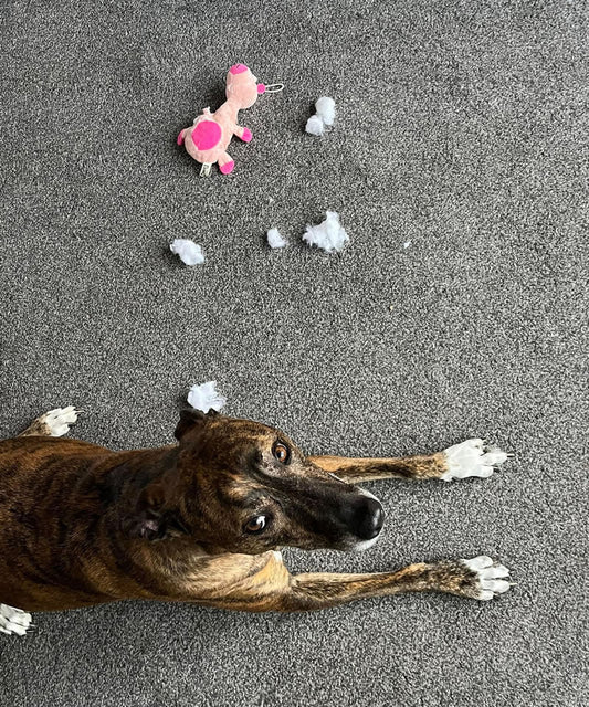 Dog with stuffed pig