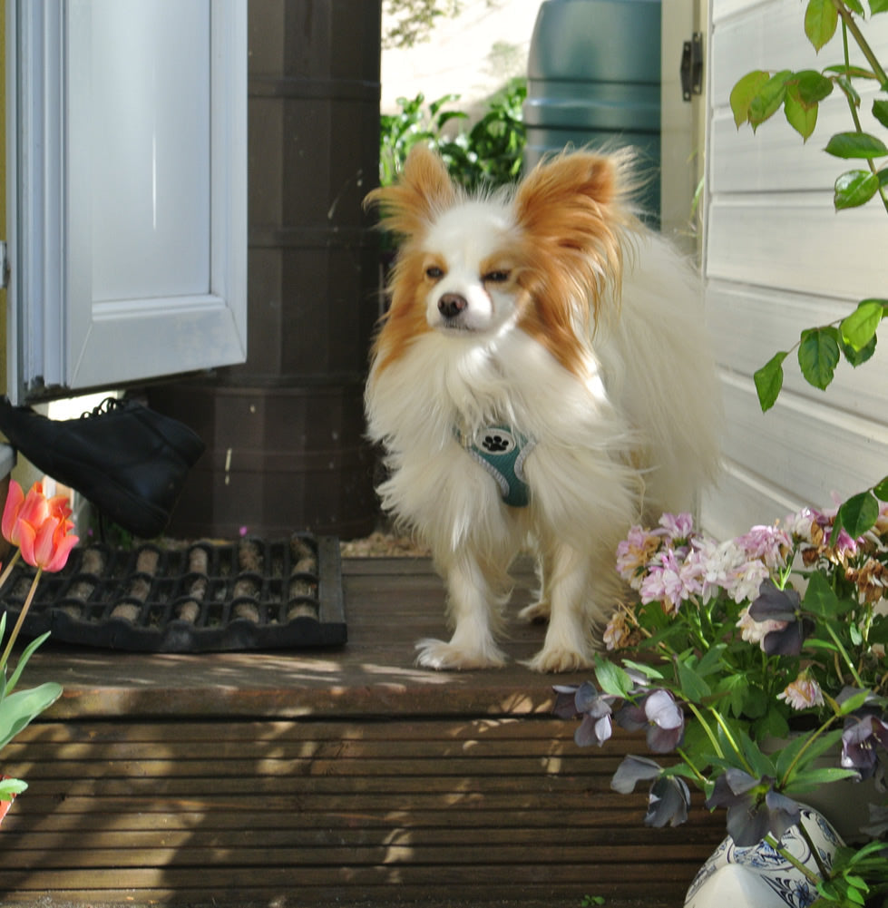 Papillon dog who eats a vegan diet of Microbell