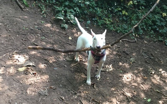 Vet'd English Bull Terrier with IBD responded to vegan diet