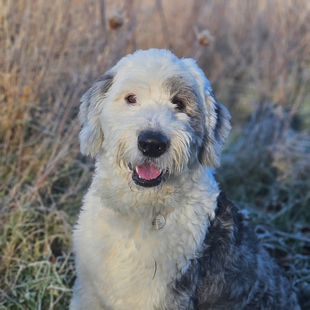 Old English Sheepdogs do best on a plant-based diet