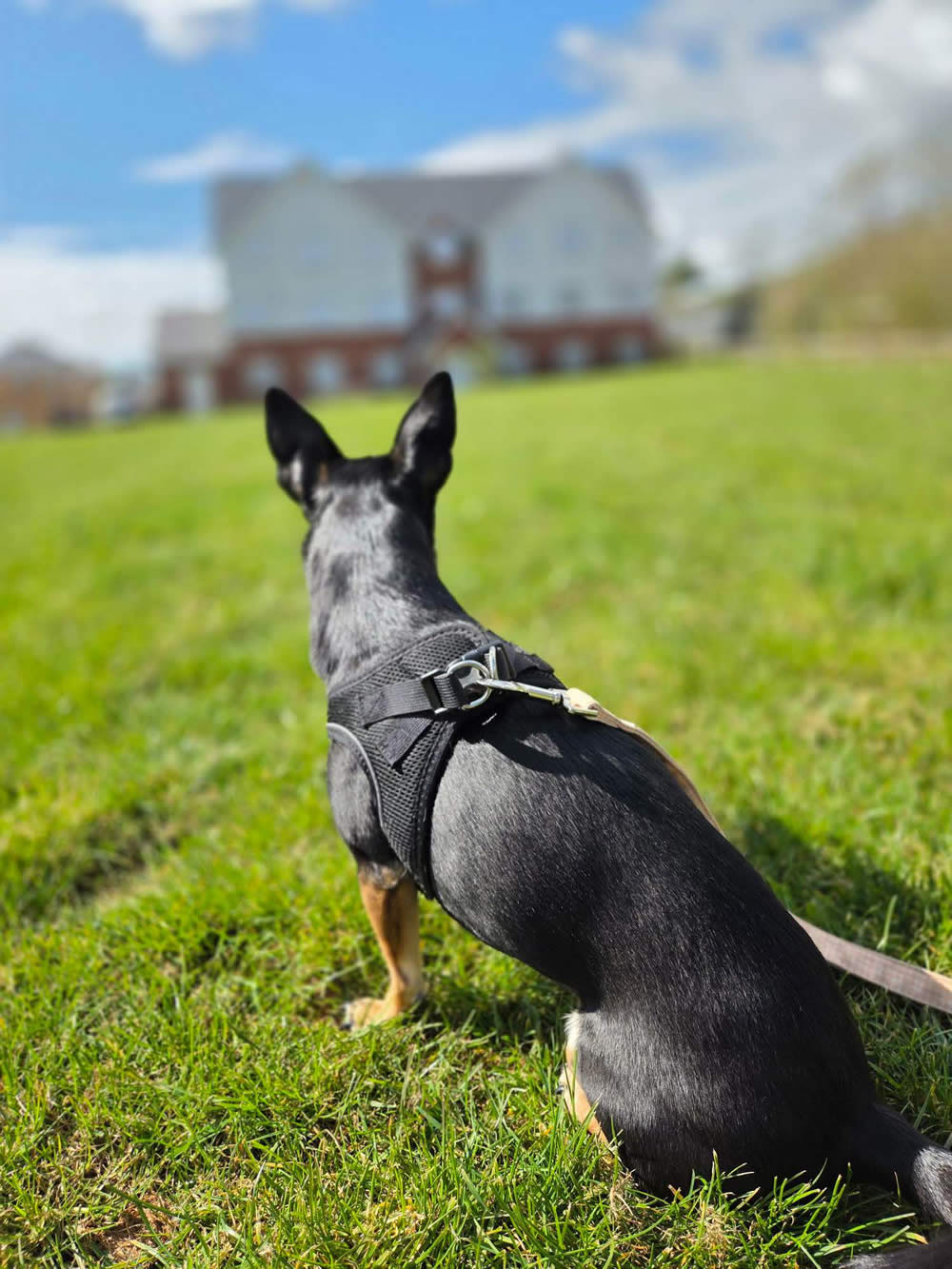 Dog Raven with the shinest fur from having Omega 3 Daily Algae oil