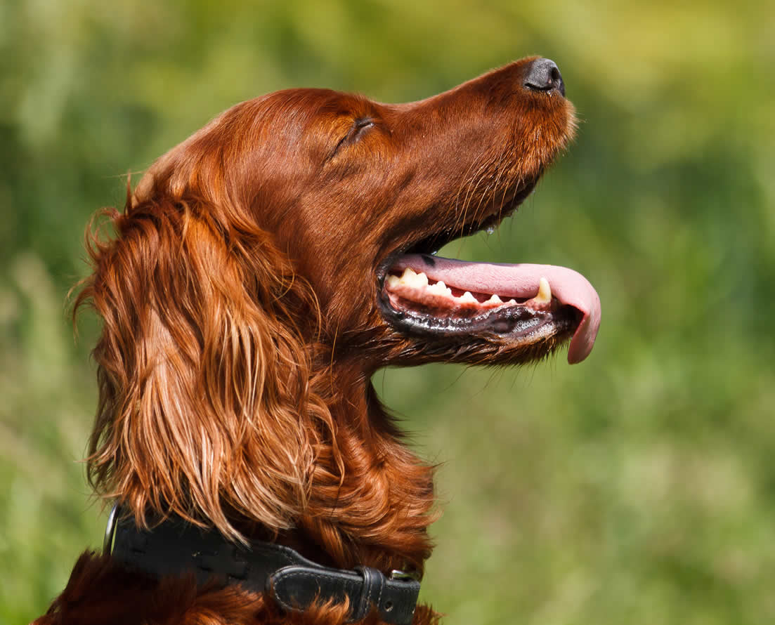 Red Setters thrive on a plant-based diet