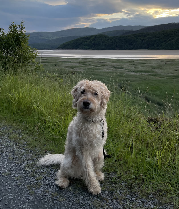 Rodney the Cockapoo’s tear stains disappeared on a vegan diet