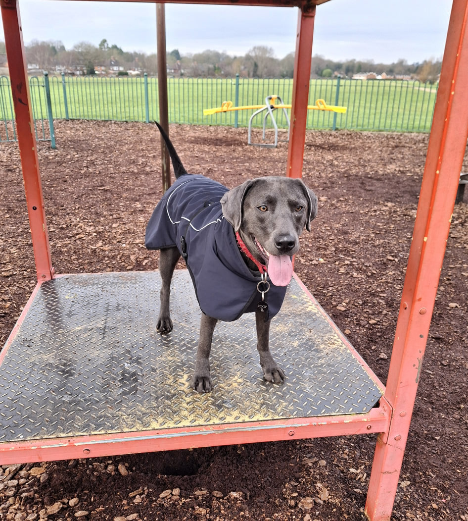 Vegan Labrador Roop with a coat