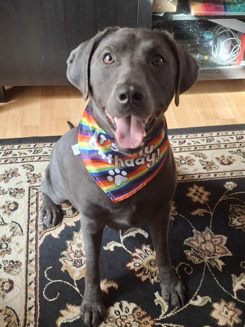 Labrador with 2 year old scarf whose fur is softer and shinier on Omega 3 Daily