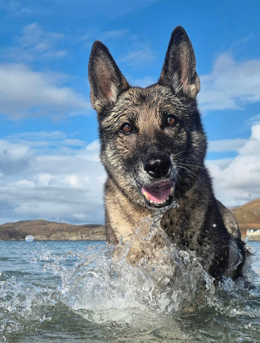 German Shepherd Roxy in the sea who had transitioned from a raw food diet to a plant-based diet