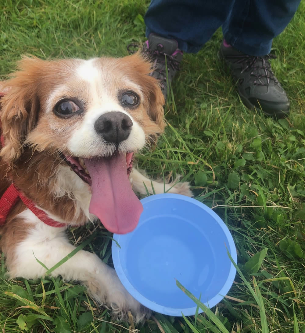 Cavalier Roxy with blue bowl and giant tongue hanging out and smiling as she is plant-based