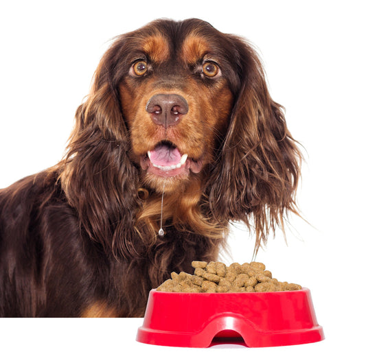 Dog drooling over a bowl of Microbell dog food in a red bowl