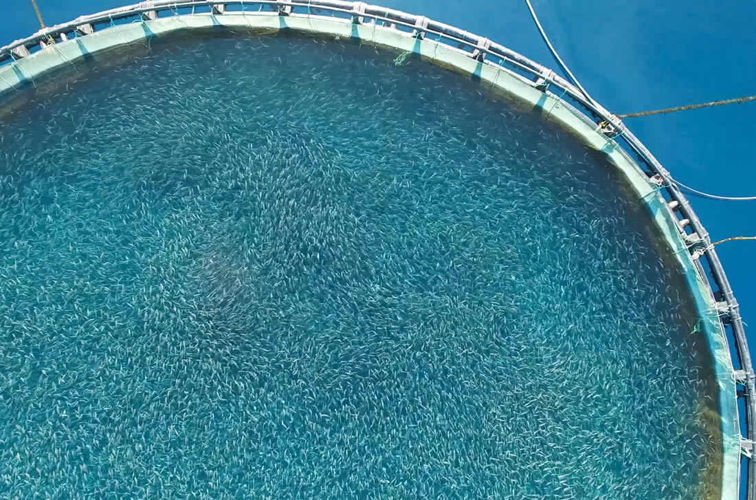 Shocking overcrowding of salmon farming