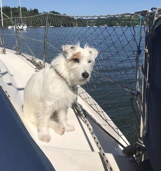 Jack Russell on boat whose colitis cured when he started on Solo Vegetal