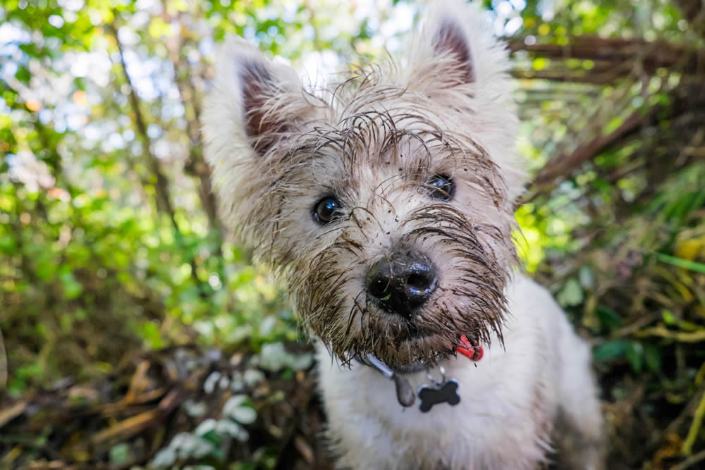 Scavenging Westie with mud all over his face