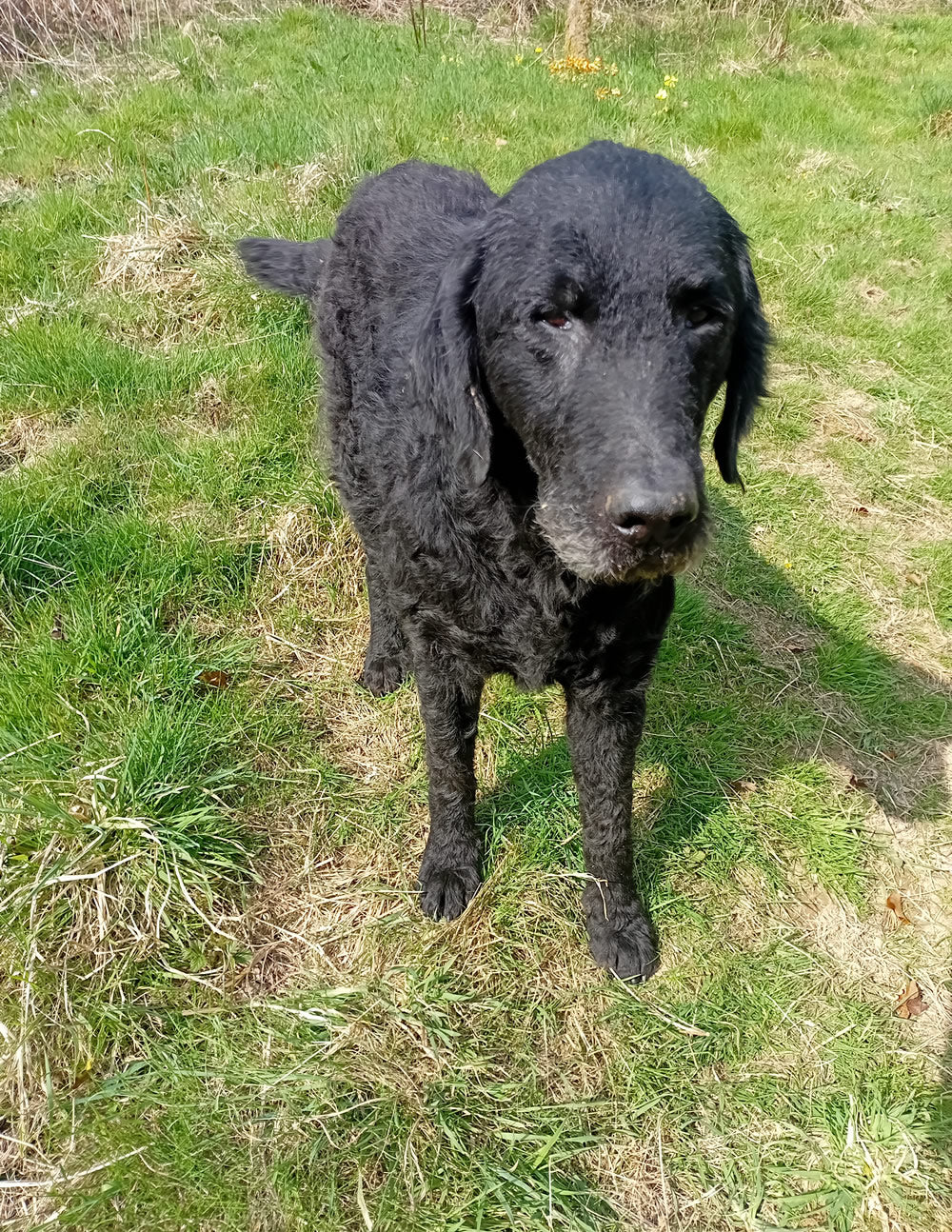 Elderly dog was going to be put to sleep for skin issues but transformed eating Solo Vegetal