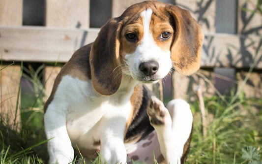 Scratching beagle