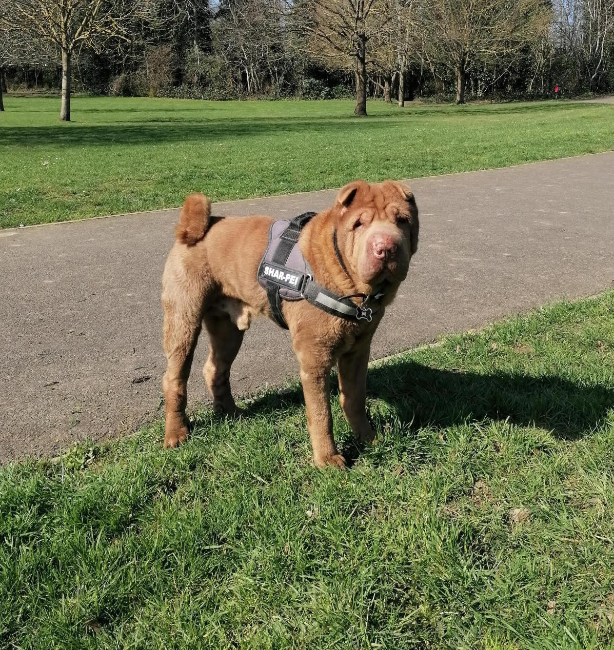 Sharpei Senna who had kidney disease that reversed on a plant-based diet