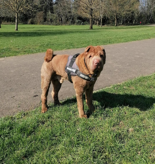 Sharpei Senna who had kidney disease that reversed on a plant-based diet